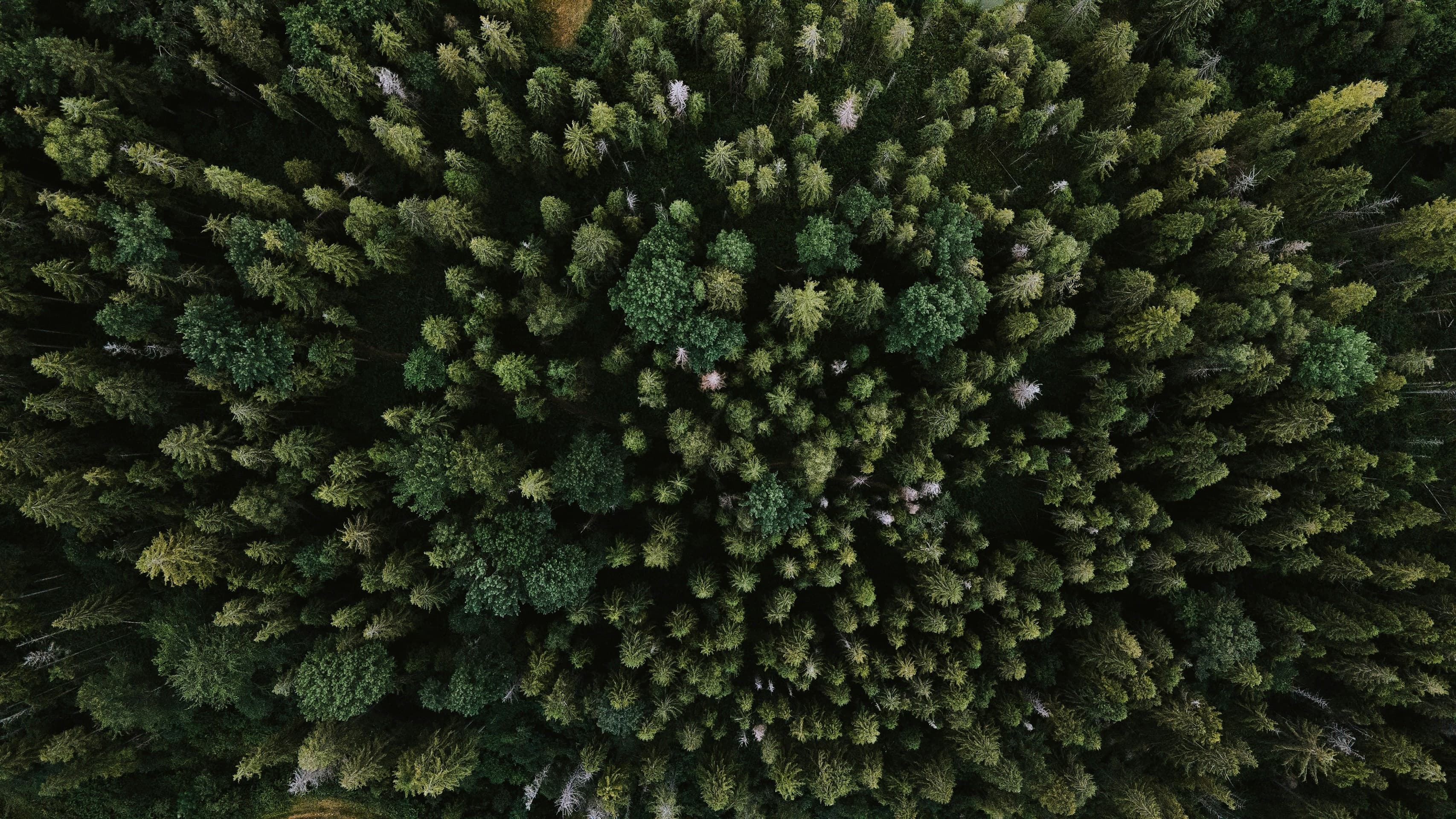 Forest background for jagdschein guide hero section